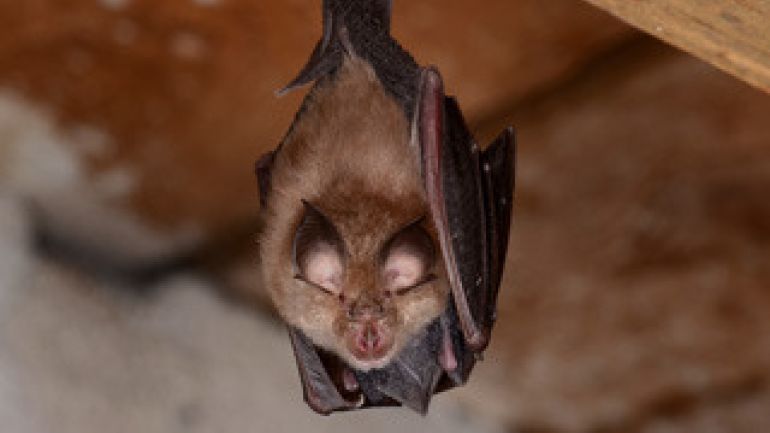 Eine Fledermaus