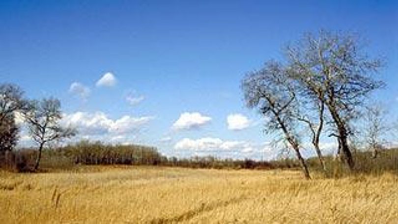 Ein trockengefallener Altarm mit Bäumen