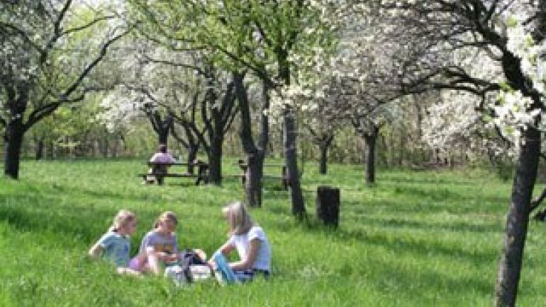 Menschen sitzen im Gras unter Bäumen.