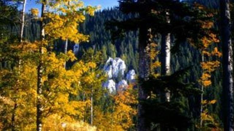 Bäume im Revier Gahns