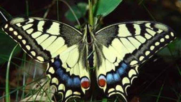 copyright: MA 49 Ein Tagpfauenauge