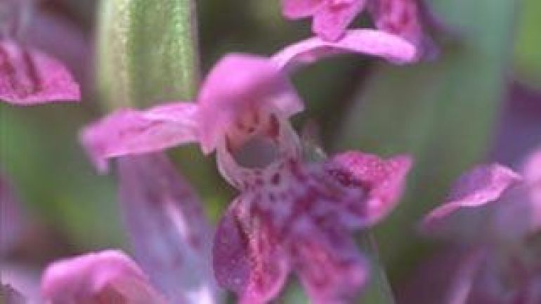 Breitblatt-Knabenkraut