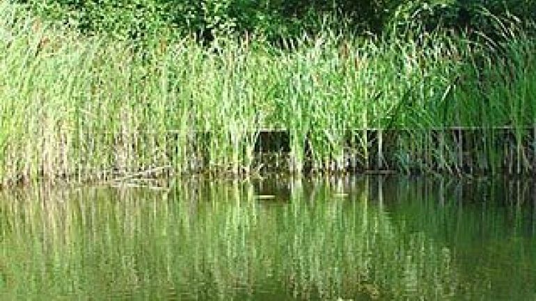 Lehrtümpel mit Schilf