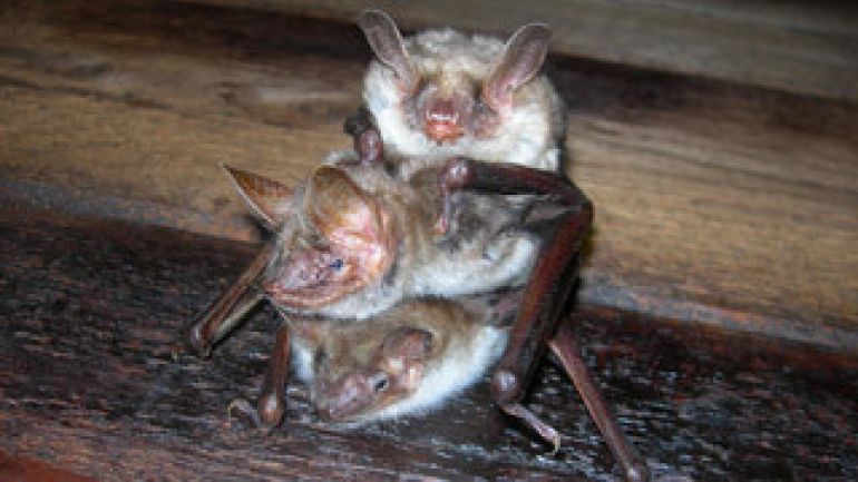 3 Fledermäuse "Große Mausohren"