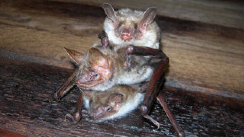 3 Fledermäuse "Große Mausohren"