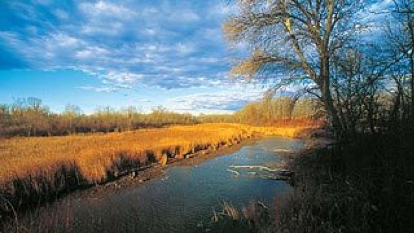 Ein Gewässer in der Lobau
