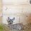 2 junge Rehe