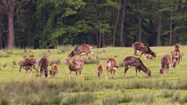 Mufflonherde auf Wiese, Wald im Hintergrund
