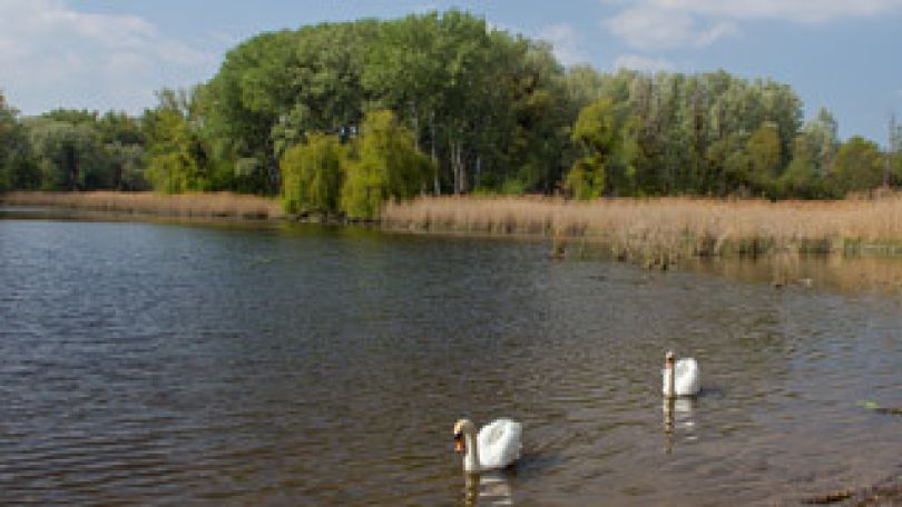 copyright: MA 49 Schwäne auf dem Wasser