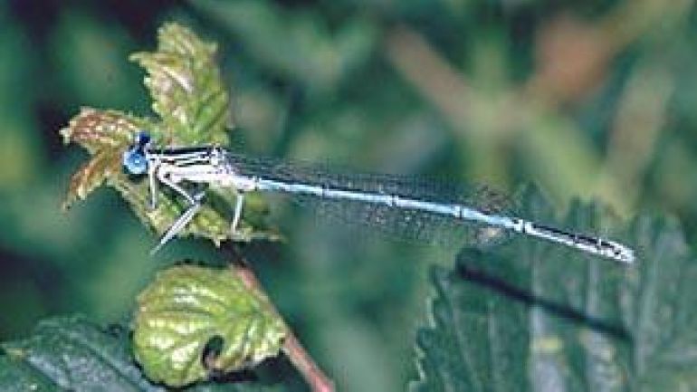 copyright: MA 49 Eine Libelle