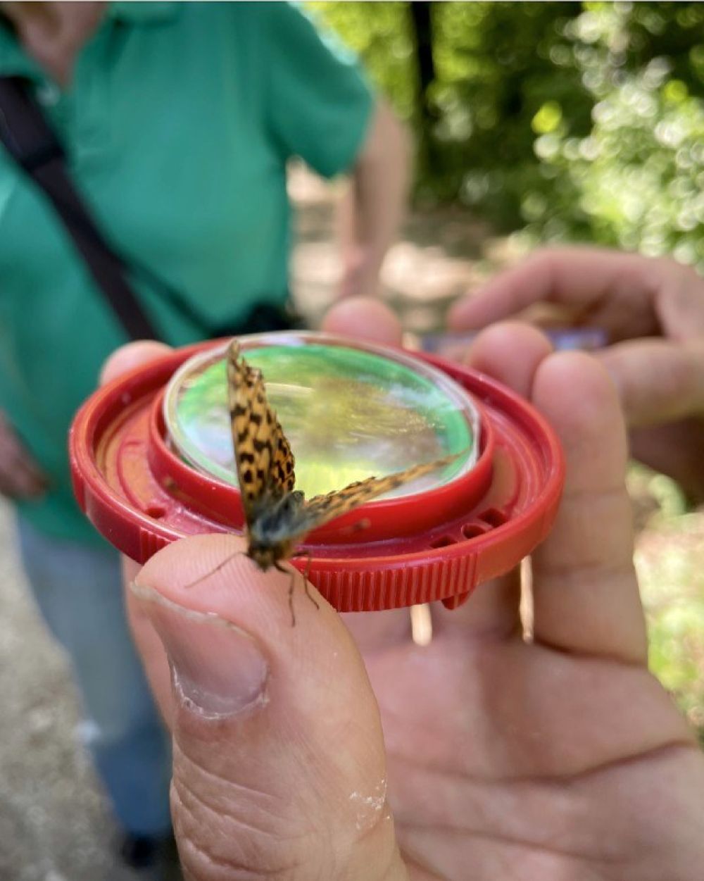 Hand hält Plastikdeckel mit Wasserschale, Schmetterling sitzt auf Daumen