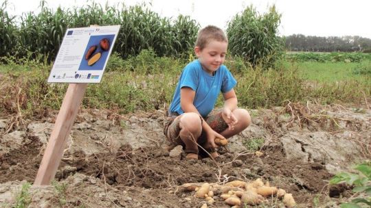 Junge pflanzt Kartoffeln
