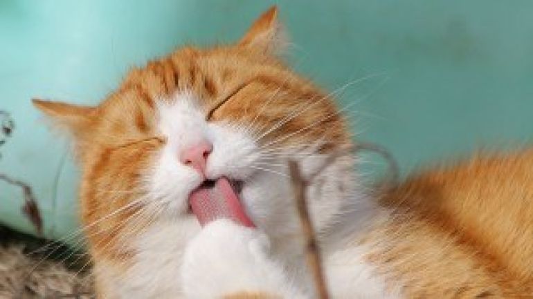 roter Kater reinigt seine Pfoten