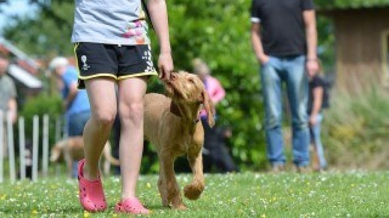 copyright: pixabay.com Ein Mädchen führt einen kleinen Hund an der Leine