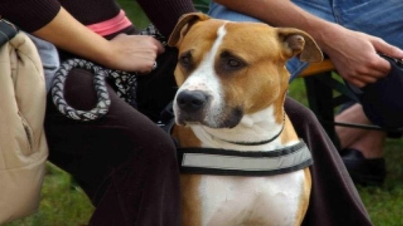 copyright: MA 60 Hund mit Brustgeschirr