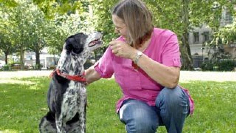 Hund mit Brustgeschirr