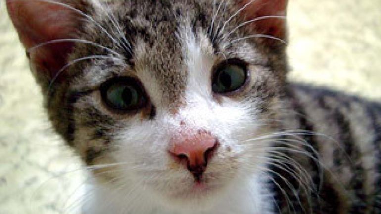 Ein Katzenkopf