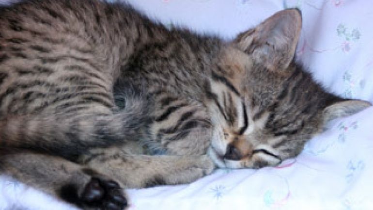 copyright: Bilderbox schlafende Katze