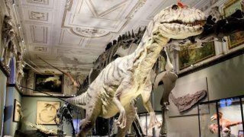 Saurierausstellung im Museum