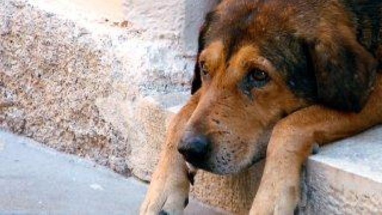 traurig dreinblickender Hund