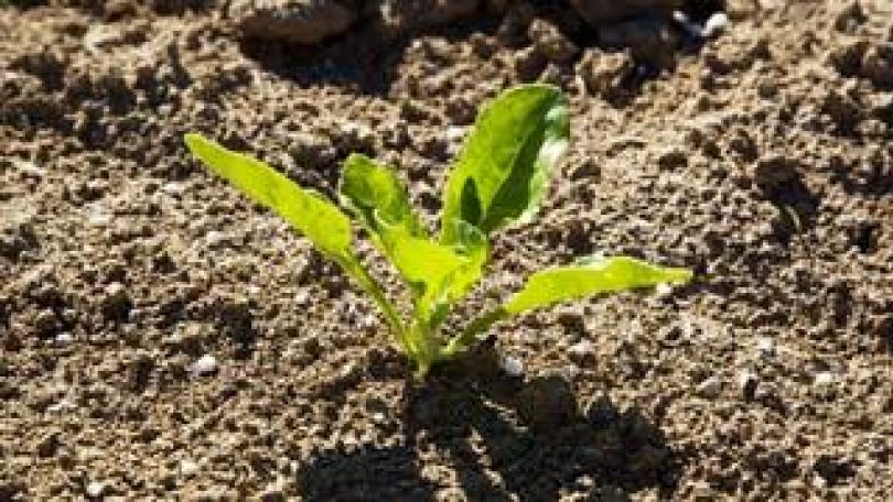 Junge Pflanze in der Erde