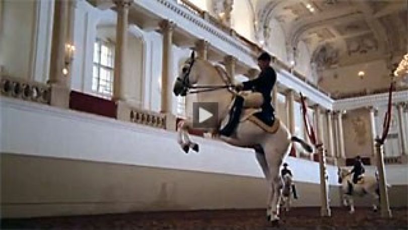 white horse jumping