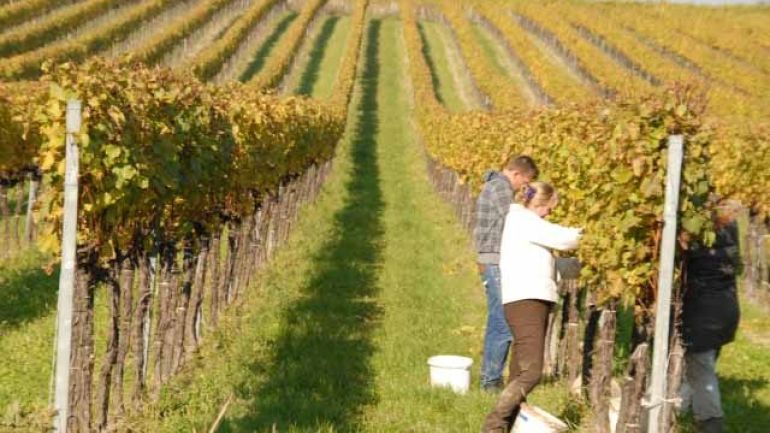 Vineyard in autumn, a man and a woman are harvesting the grapes
