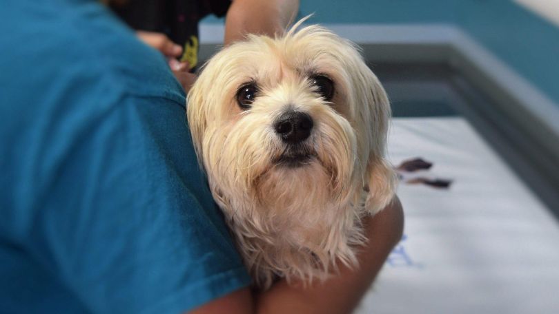 Veterinarian with a dog