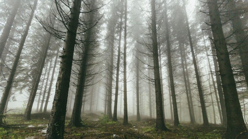Nebeldurchflutetet Wald