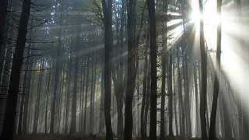 copyright: BilderBox.com von Licht durchfluteter Wald