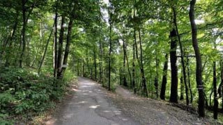 Wanderweg im Wald