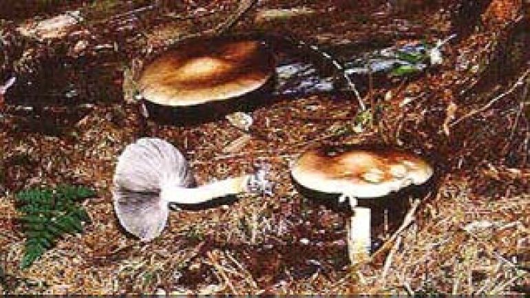 Rotbrauner Riesen Träuschling, Braunkappe, Kulturträuschling