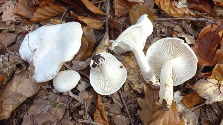 Elfenbeinschneckling