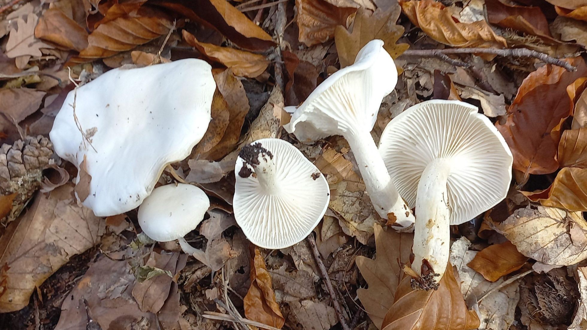 Elfenbeinschneckling