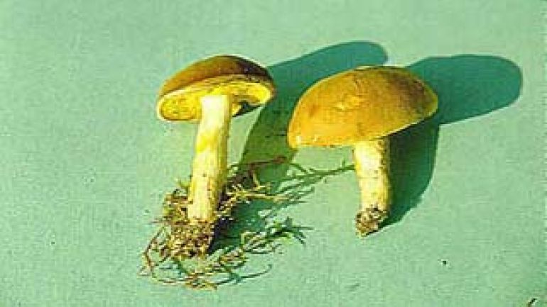 Ziegenlippe, Filziger Röhrling