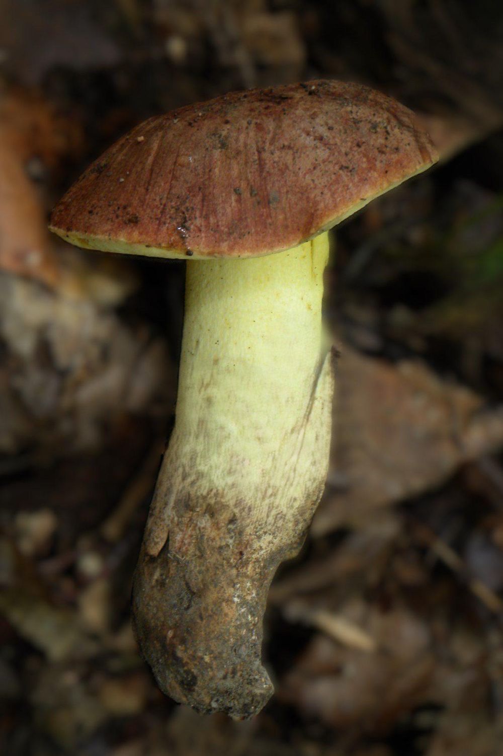 Anhängselröhrling, Gelber Bronzeröhrling, Gelbfleischiger Steinpilz