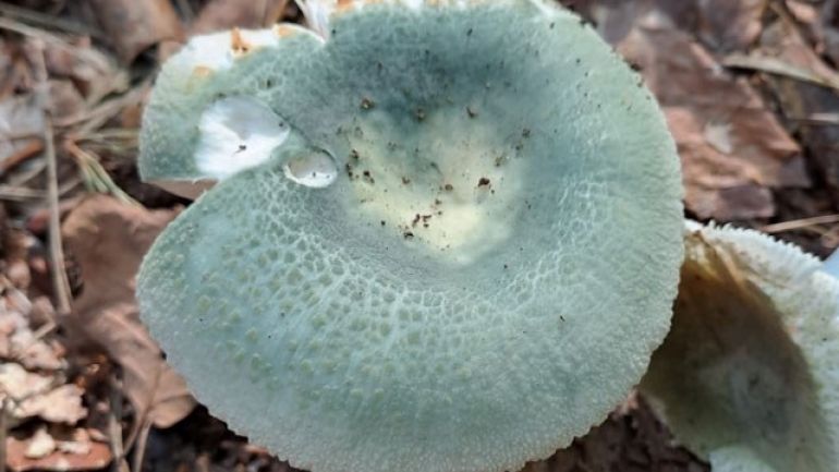 Grüngefelderter Täubling