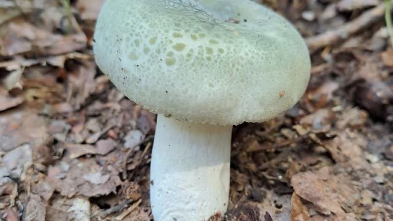 Grüngefelderter Täubling