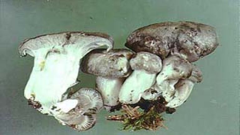 März Ellerling, März Schneckling, Schneepilz