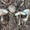 Safranschirmling, Olivbrauner Safranschirmling