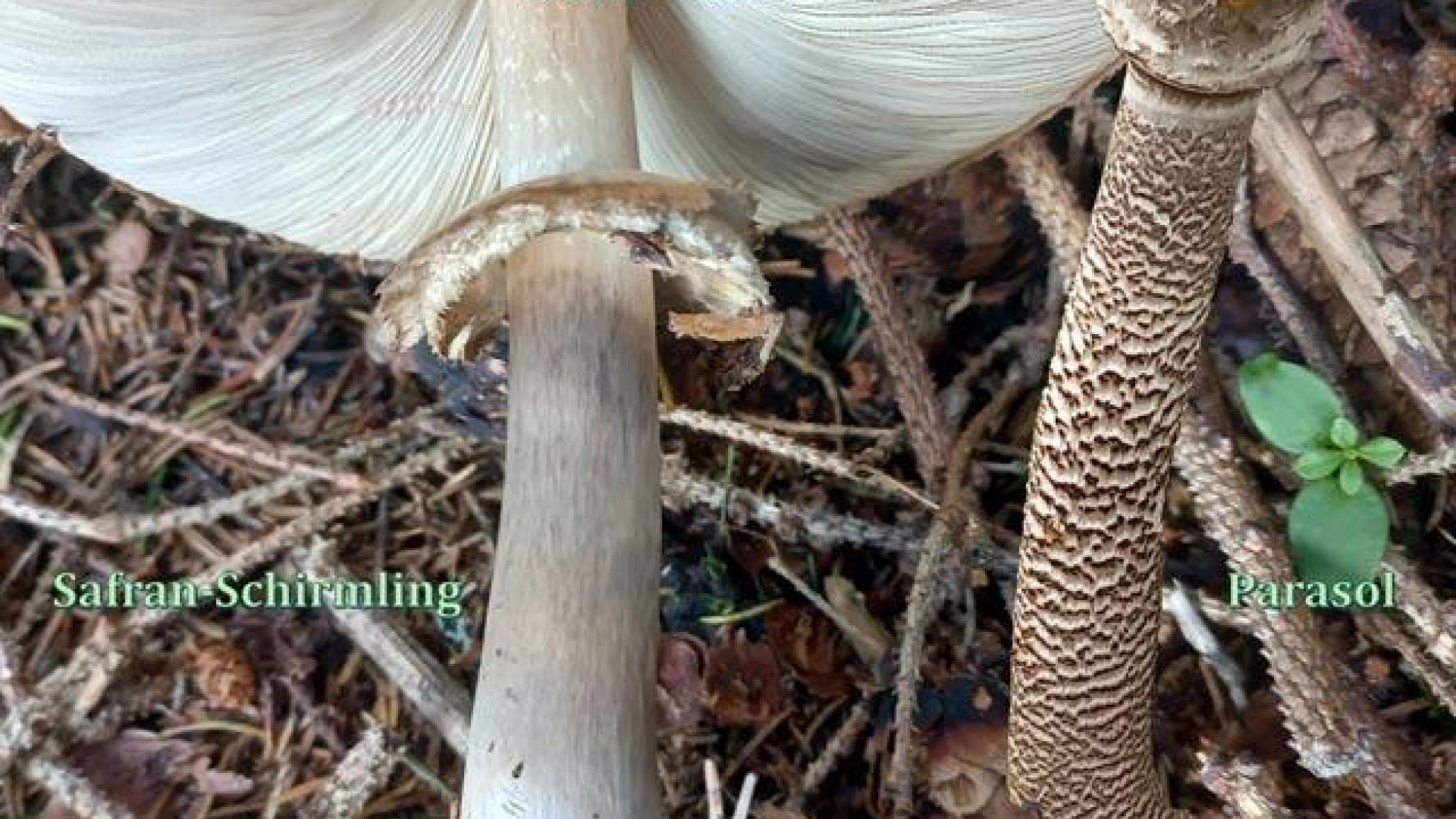 Vergleich Safranschirmling - Parasol