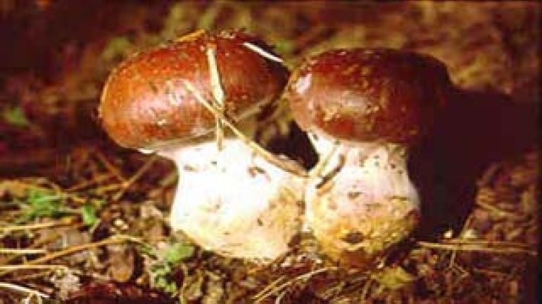 copyright: Karl Scholz Blaugestiefelter Schleimkopf, Schleiereule