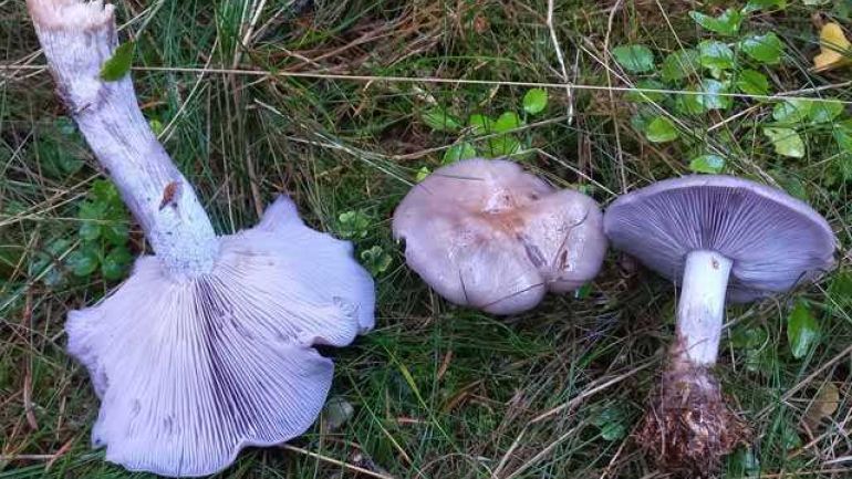 Violetter Rötelritterling