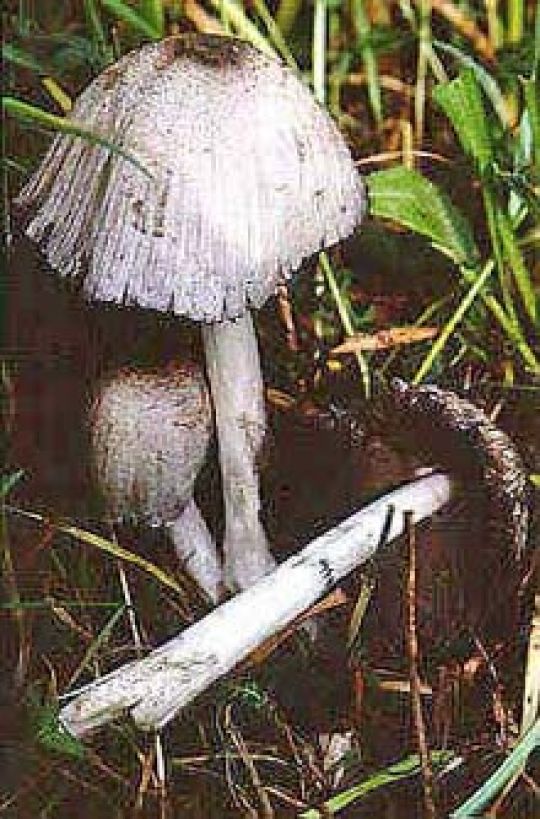 copyright: Karl Scholz Grauer Tintling, Faltentintling, Knotentintling