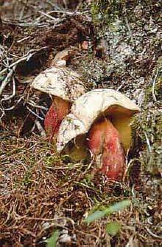 Dickfußröhrling, Schönfußröhrling