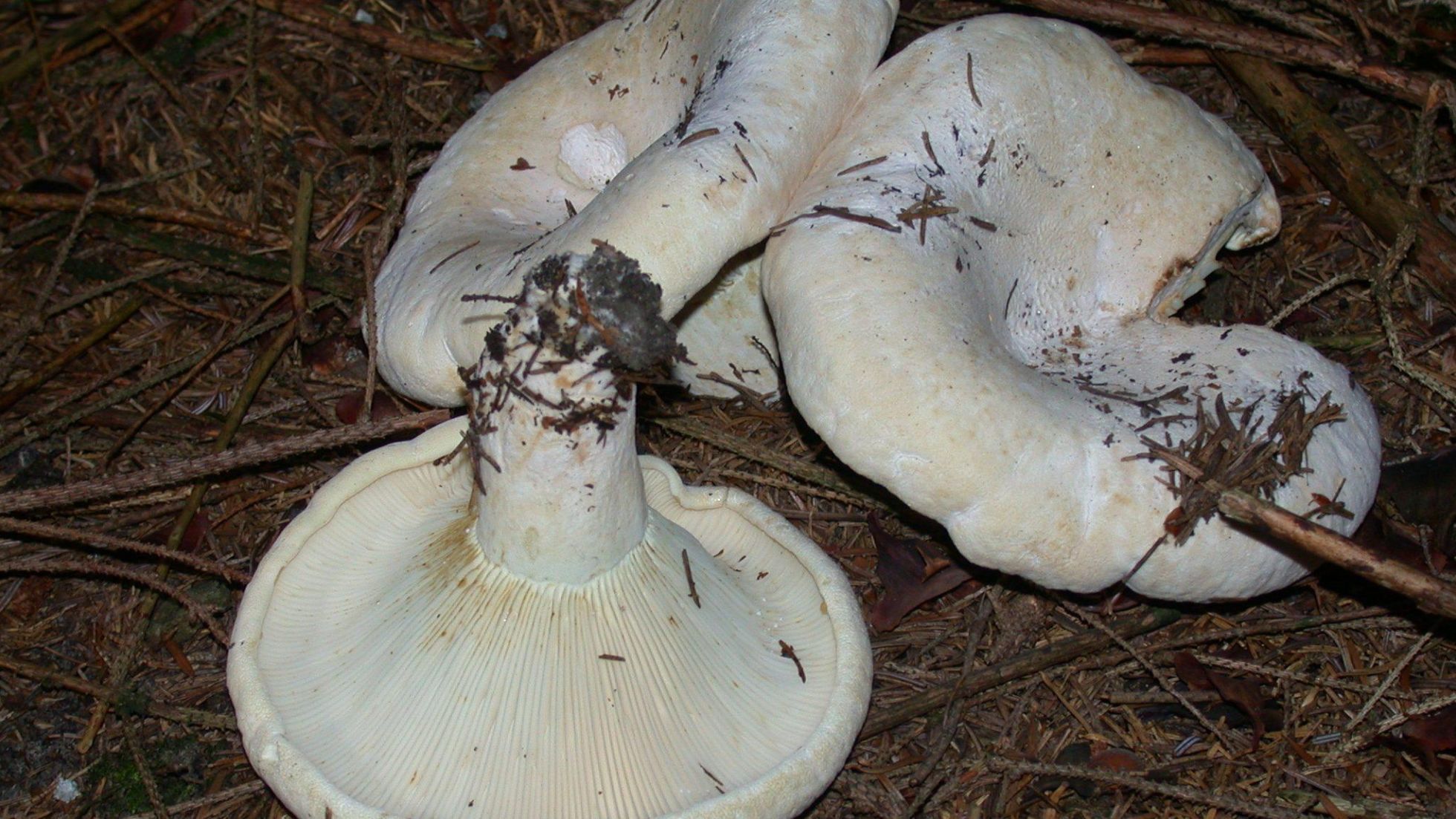 copyright: Günter Frühwirth Wolliger Milchling, Samtiger Milchling, Erdschieber