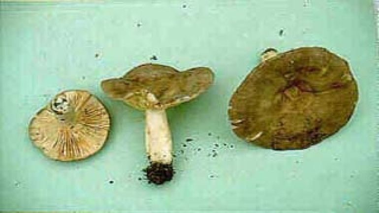 Graugrüner Milchling, Grasgrüner Milchling