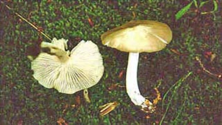 Breitblättriger Rübling, Breitblättriger Holzritterling, Breitblättriger Samtrübling