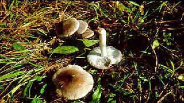 copyright: Karl Scholz Erd Ritterling, Mausgrauer Ritterling, Graublättriger Erd Ritterling