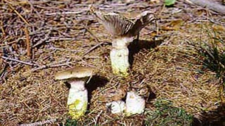 Großer Gelbfuß, Großer Schmierling, Kuhmaul